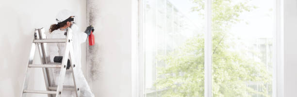 Best Mold Odor Removal Services  in Floresville, TX